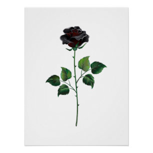 Pôster Rosa preto