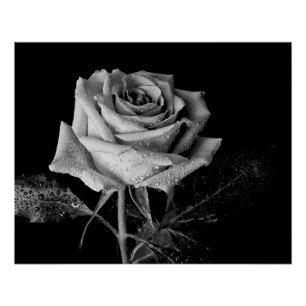 Pôster Rosa Preto Branco