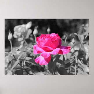 Pôster Rosa preto e branco
