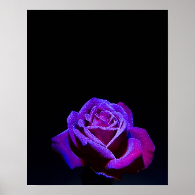 Poster Rosa púrpura com gotas de água em fundo preto (Frente)