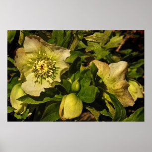 Pôster Rosa quaresmal do Hellebore
