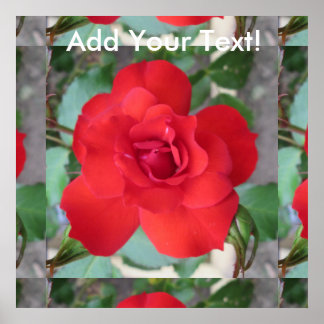 Poster Rosa Roja Flor