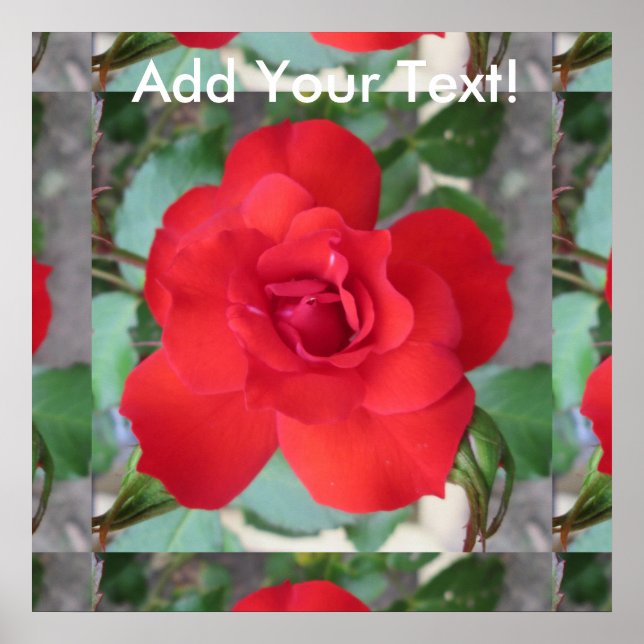 Poster Rosa Roja Flor (Frente)