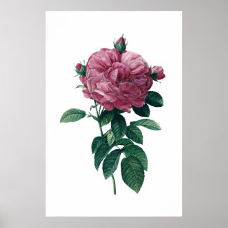 Poster rosa rosa