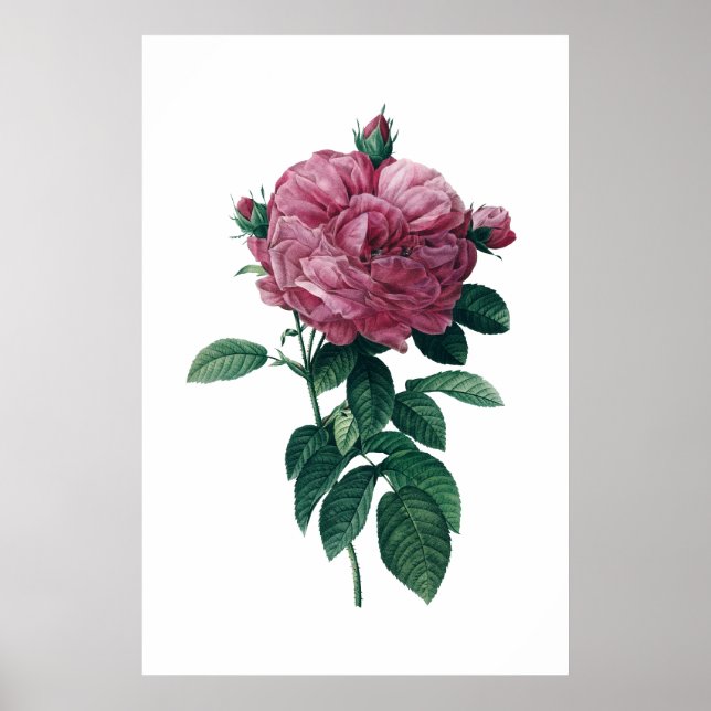 Poster rosa rosa (Frente)