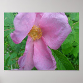 Poster Rosa Rosa