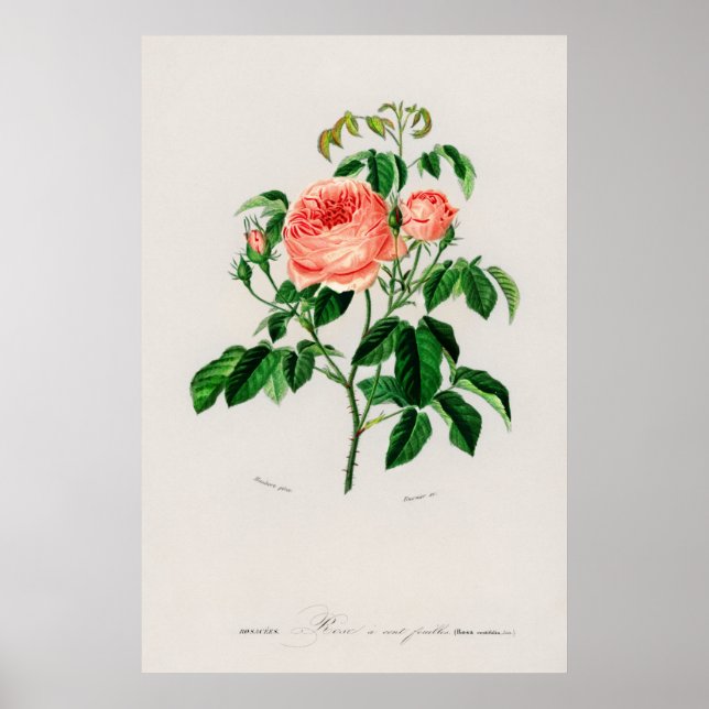 Poster Rosa (Rosa Centifilia) (Frente)