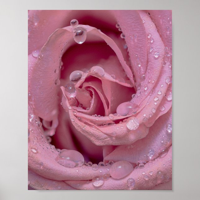 Poster Rosa Rosa com Gotículas de Orvalho (Frente)