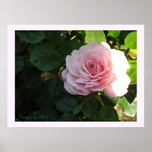 Poster Rosa Rosa Corada