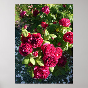 Poster Rosa Rosa de Jardim de Red Vintage