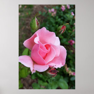 Poster rosa rosa florescendo