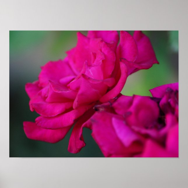 Poster Rosa Rosa Floresceu (Frente)