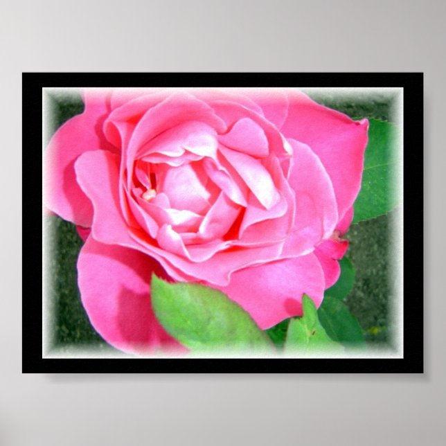 Poster Rosa Rosa Pétala (Frente)