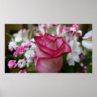 Poster Rosa Rosa Rosa