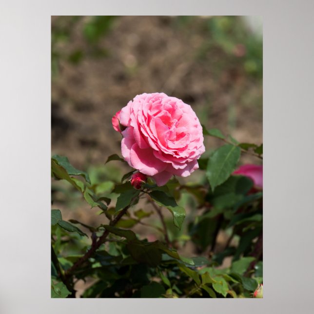 Pôster Rosa Rosa Rosa (Frente)