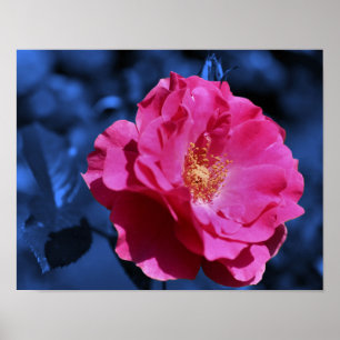 Poster Rosa Rosa Rosa Abstrato Azul Flor