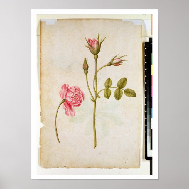 Pôster Rosa rosa rosa, c.1568 (Frente)