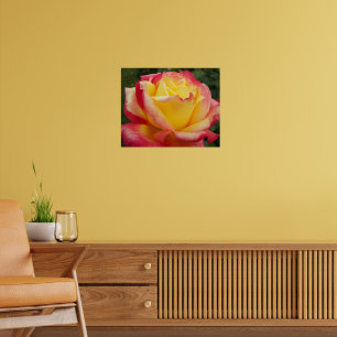 Pôster Rosa rosa-rosa e amarela Fotografia Floral