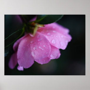 Poster Rosa Rosa Rosa Elegante Fechar com Vista
