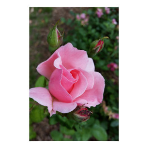 Pôster rosa rosa rosa florescente