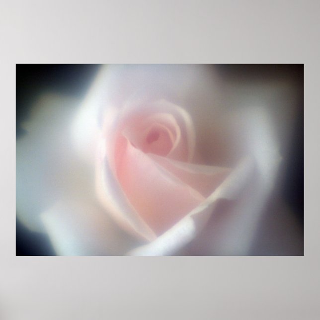 Poster Rosa Rosa Rosa Grande Poster/Impressão (Frente)