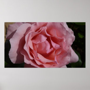 Pôster Rosa Rosa Rosa II Bonito Floral