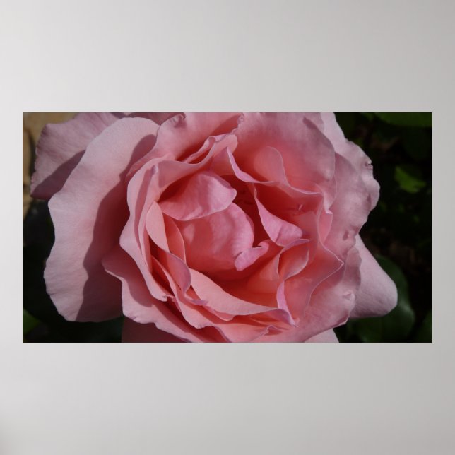 Pôster Rosa Rosa Rosa II Bonito Floral (Frente)