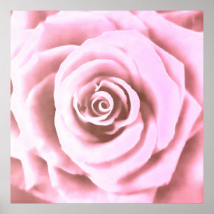 Poster Rosa Rosa Rosa Pálida Grande Artística