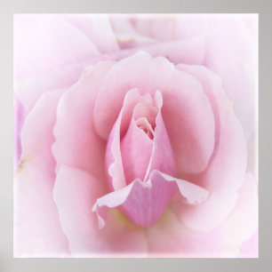 Pôster Rosa Rosa Rosa Pastel