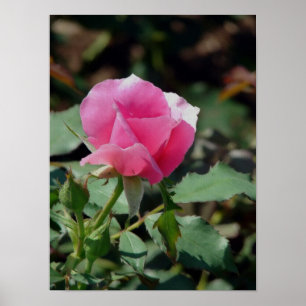 Pôster Rosa Rosa Rosa Rosa