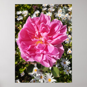 Poster Rosa rosa rosa rosa David Austin Flower Garden Pos