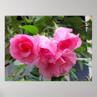 Pôster rosa rosa rosa rosa e gotas de chuva