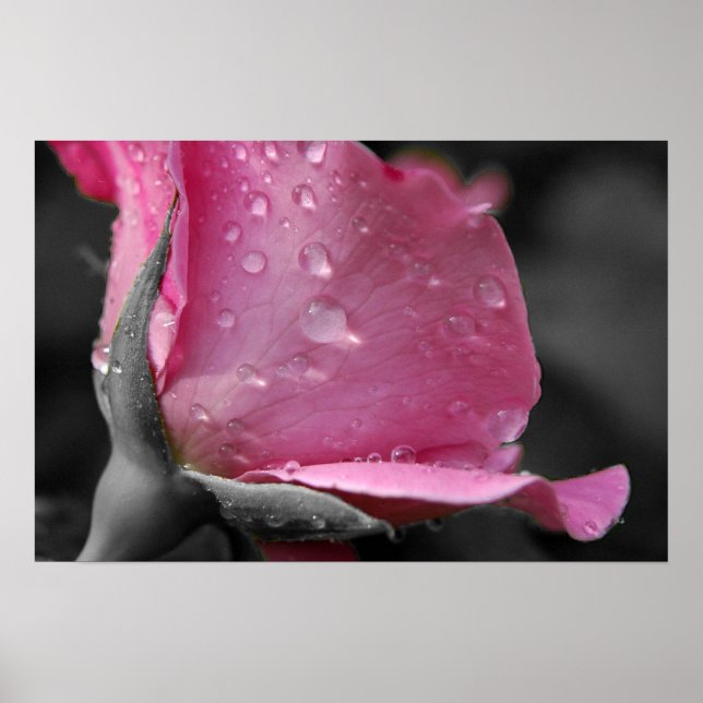 Poster Rosa Rosa Rosa Rosa II (Frente)