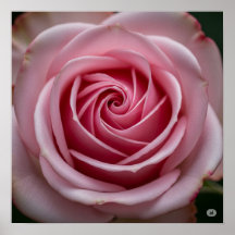 Rosa Rosa Rosa Rosa Rosa com Pétalas Espiratórias