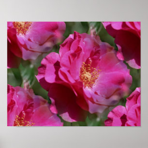 Pôster Rosa Rosa Rosa Rosa Rosa De Sangue Floral