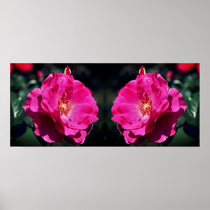 Poster Rosa Rosa Rosa Rosa Rosa No Cheio Bloom Fechar Esp