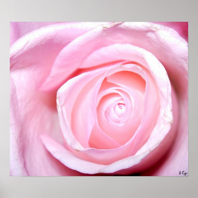 Pôster Rosa Rosa Rosa Rosa Rosa, S Cyr (Frente)