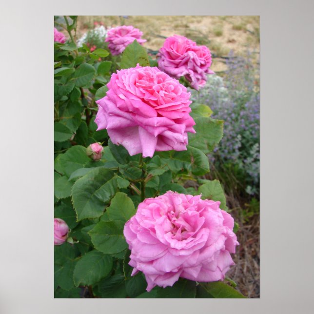 Poster Rosa Rosa Roxa Floral Flor Jardim John Hopper (Frente)