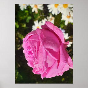 Poster Rosa Rosa Roxa Jardim Flor Couve L'Ouche