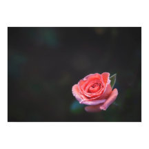 Rosa Rosa Solitária com Orvalho