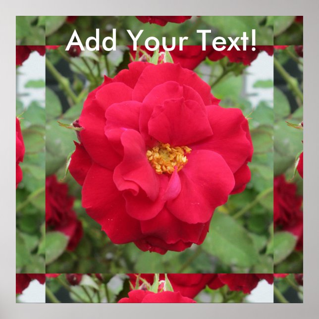 Poster Rosa Rote Blume (Frente)