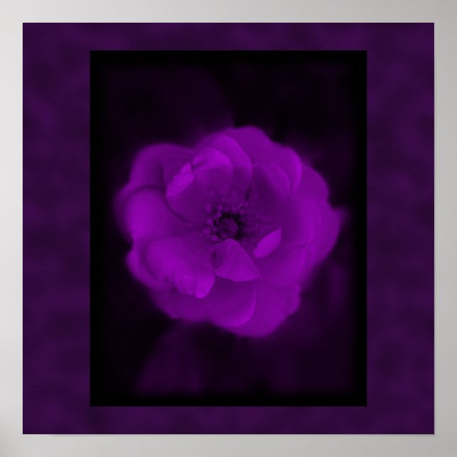 Poster Rosa roxo. Com Púrpura Preta e Escura. (Frente)