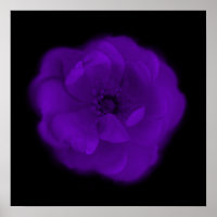 Rosa roxo. Fundo Negro.
