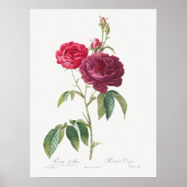 Poster Rosa Roxo Rosa Gallica Pierre Joseph Redoute