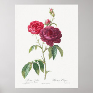 Poster Rosa Roxo Rosa Gallica Pierre Joseph Redoute