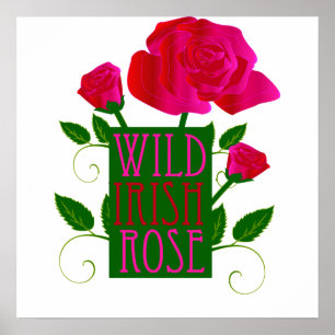 Pôster Rosa selvagem irlandês