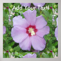 Rosa Sharon Purple Red