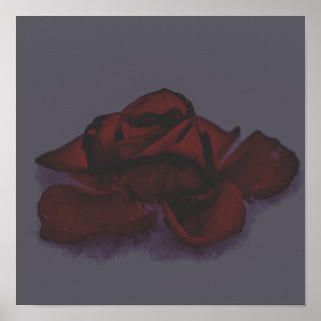 Poster Rosa sombria (Frente)