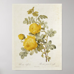 Poster Rosa Sulfurea 'dos rosas de Les