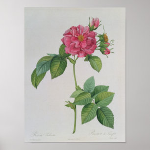 Pôster Rosa Turbinata, de, Les Roses', Vol 1, 1817